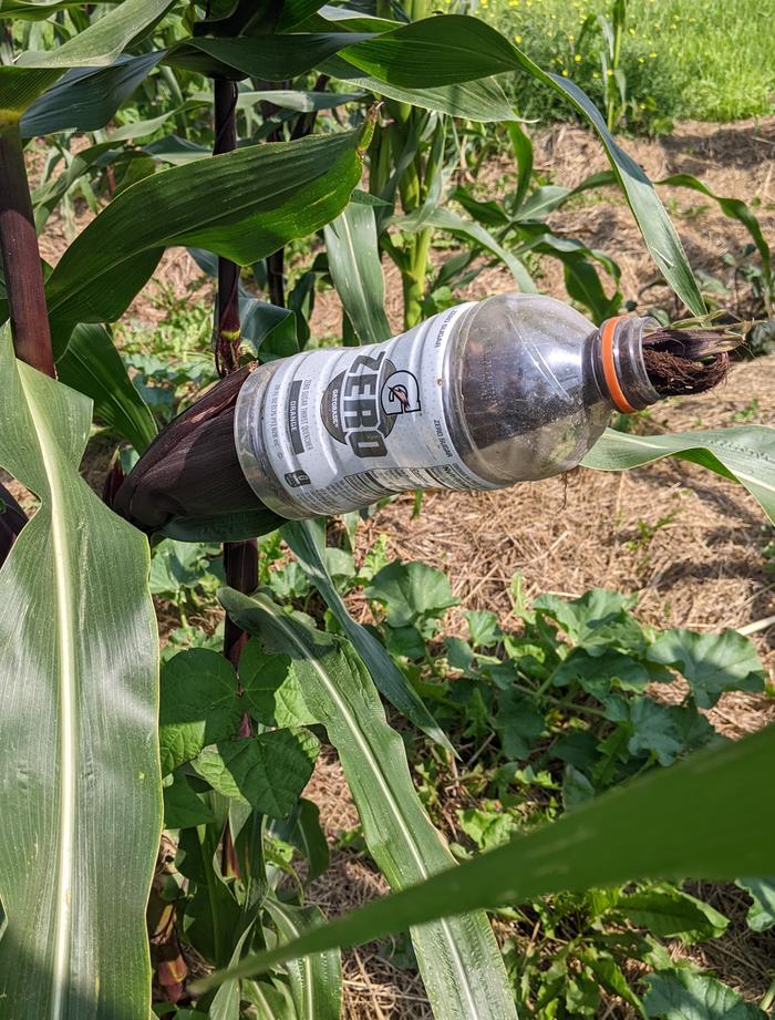 protecting corn from bird damage
