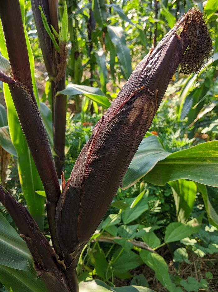 corn cob starting to dry down