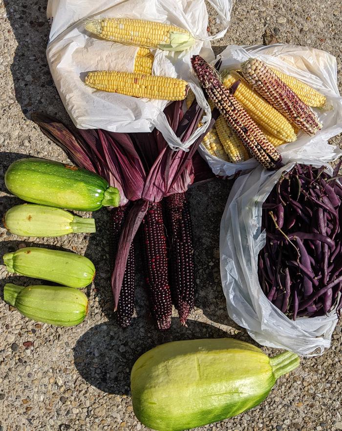 colorful three sisters harvest corn beans melon