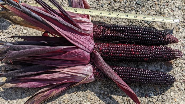 dark red corn cobs