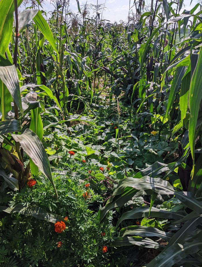 growing corn beans and squash in three sisters planting