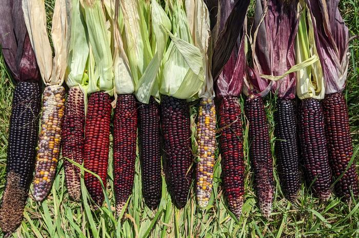 glass gem genetics in corn 
