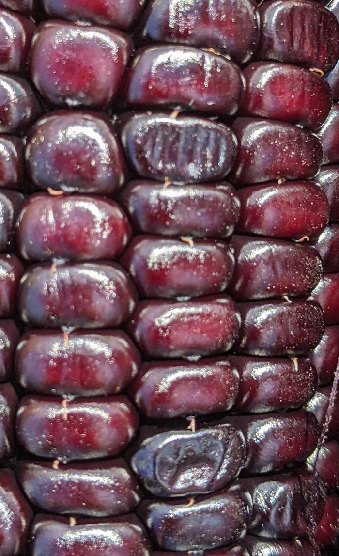 sweet corn genetics in corn cob kernels