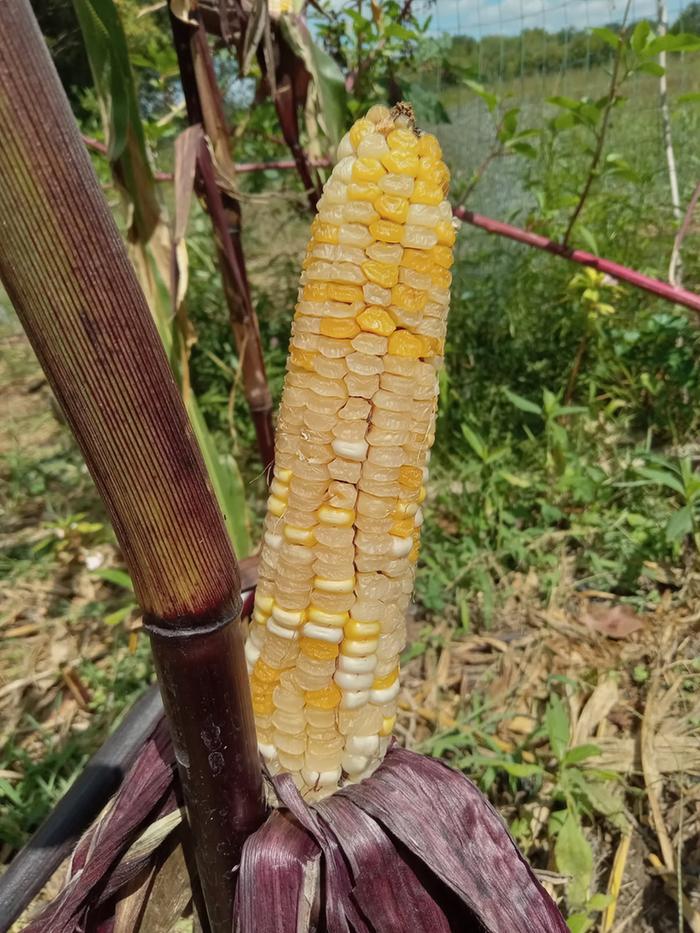 Harvest