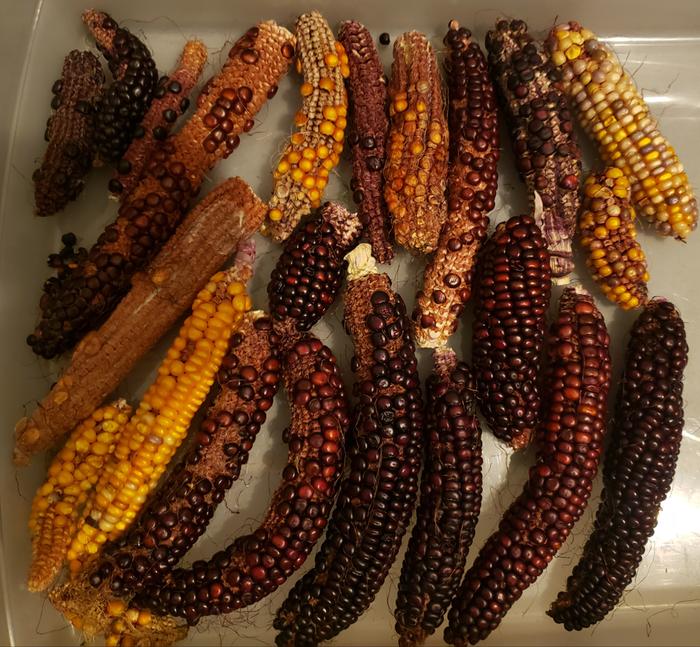 2025 Thom Bri Purple Harvest