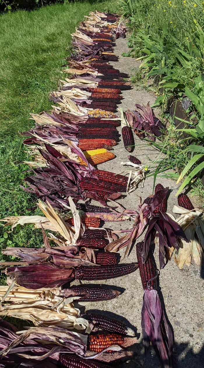 2025 corn harvest