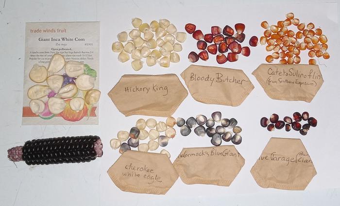 Corn seeds
