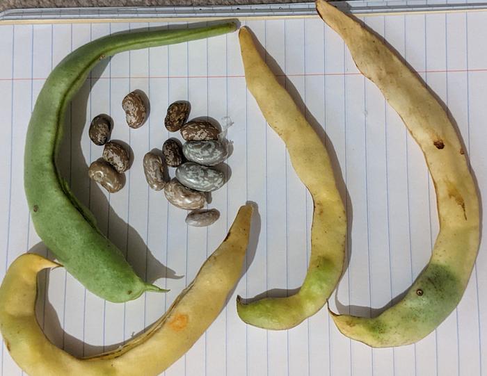 Unknown bean variety
