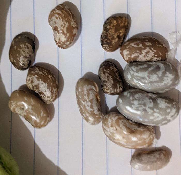 Unknown bean variety
