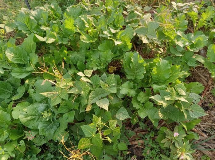 Bolting fall brassicas 