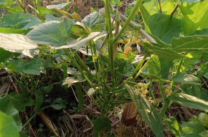 Red kidney bean for green pods