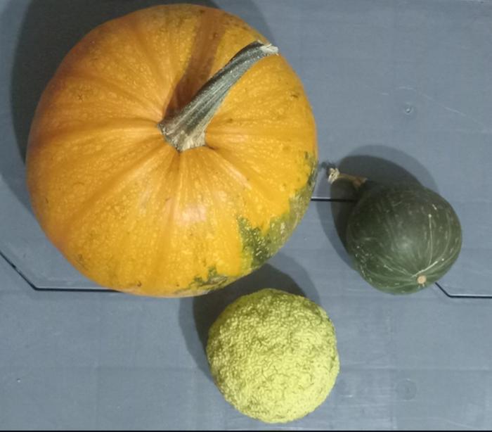 Kakai and kabocha next to osage orange