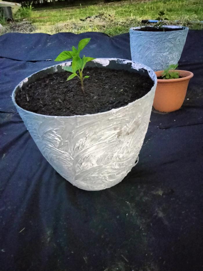 Potted