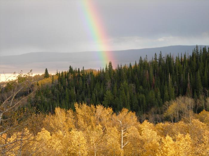 [Thumbnail for rainbow-in-spruce.JPG]