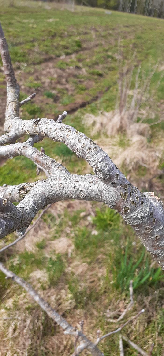 A small apple tree that isn't growing.