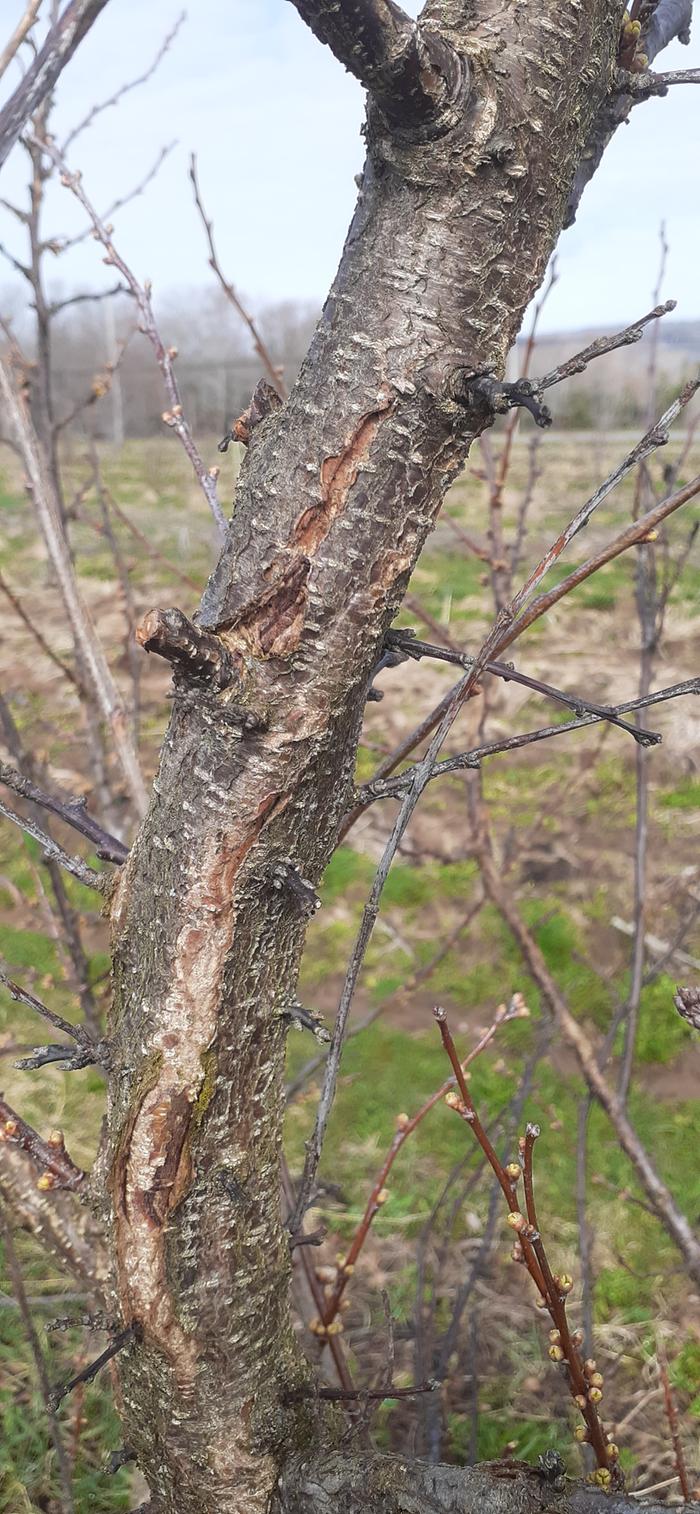 A plum with cracked bark