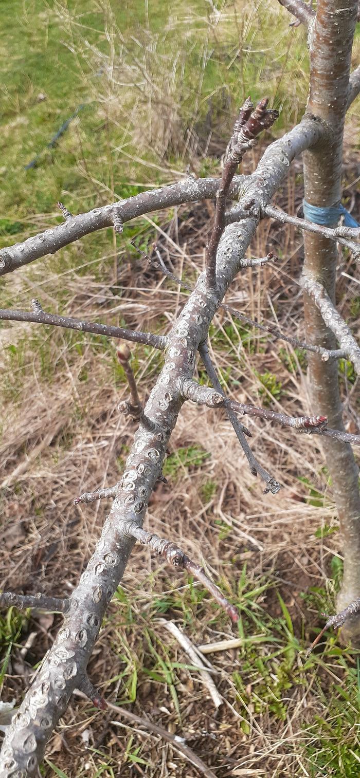 Another apple with those little pock marks all over its branches.