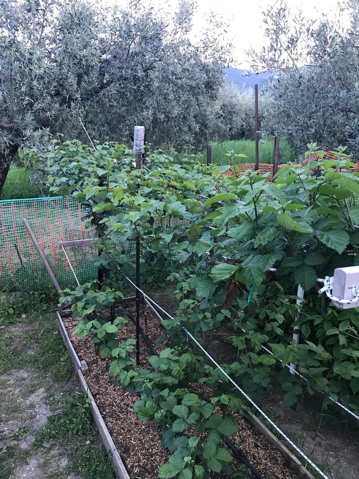 [Thumbnail for Blackberries-1.JPG]