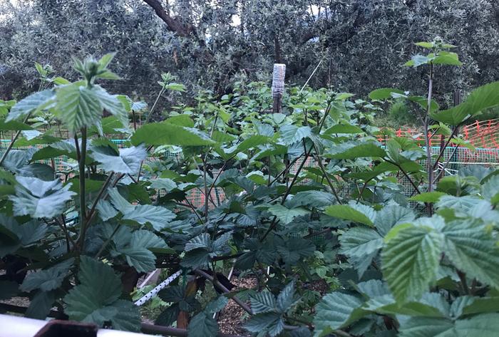 [Thumbnail for Blackberries-2.JPG]