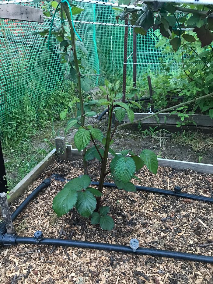 [Thumbnail for Blackberries-3.JPG]