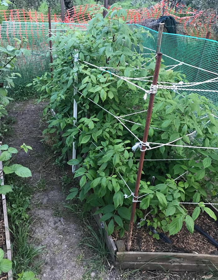 [Thumbnail for Raspberries.JPG]