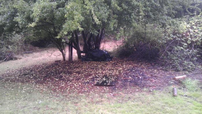 One is under the shade of one of the plum trees is my first patch