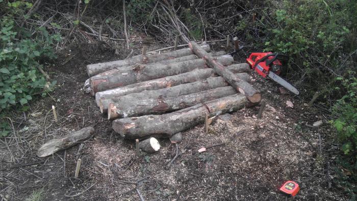 I seeded the logs with Oyster Mushroom spawn to digest the cellulose, topped them with a bit of dry grass clippings, some compost juices