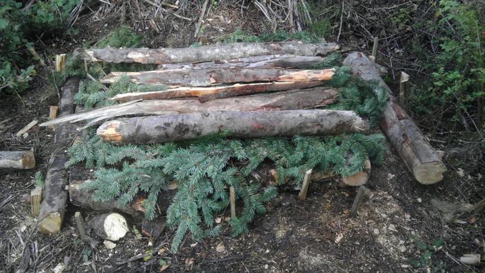 I got some rotting logs, mostly Alder, some Fir mixed in