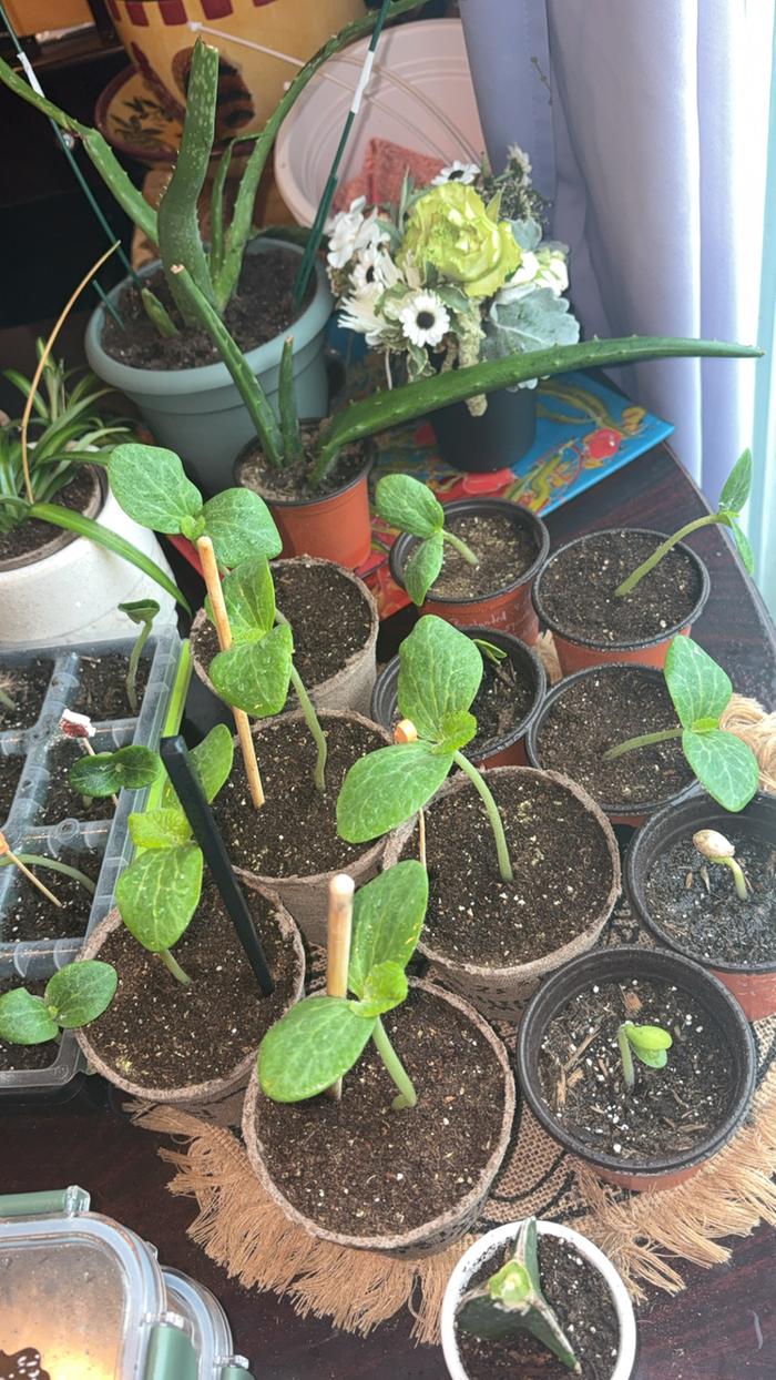 Squash Seedlings