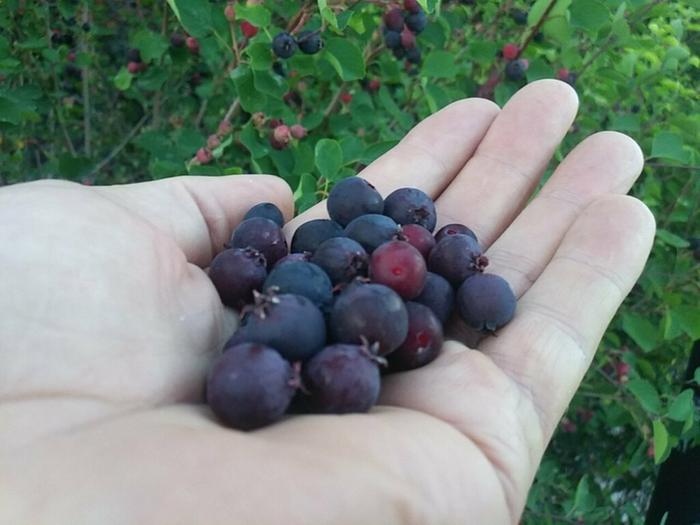 large serviceberry