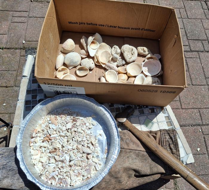 broken up seashells