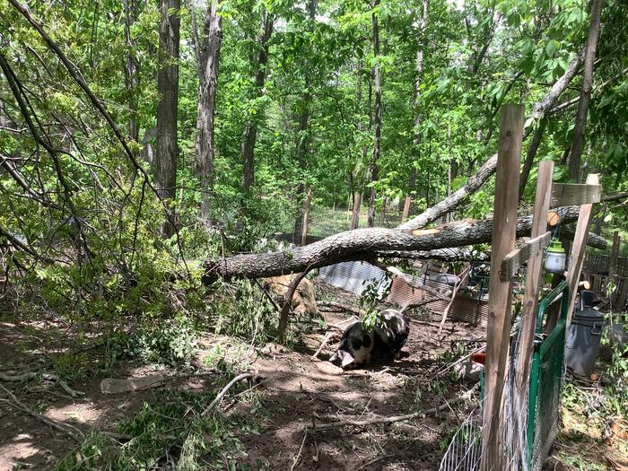 Pig pen with no real damage to fence.