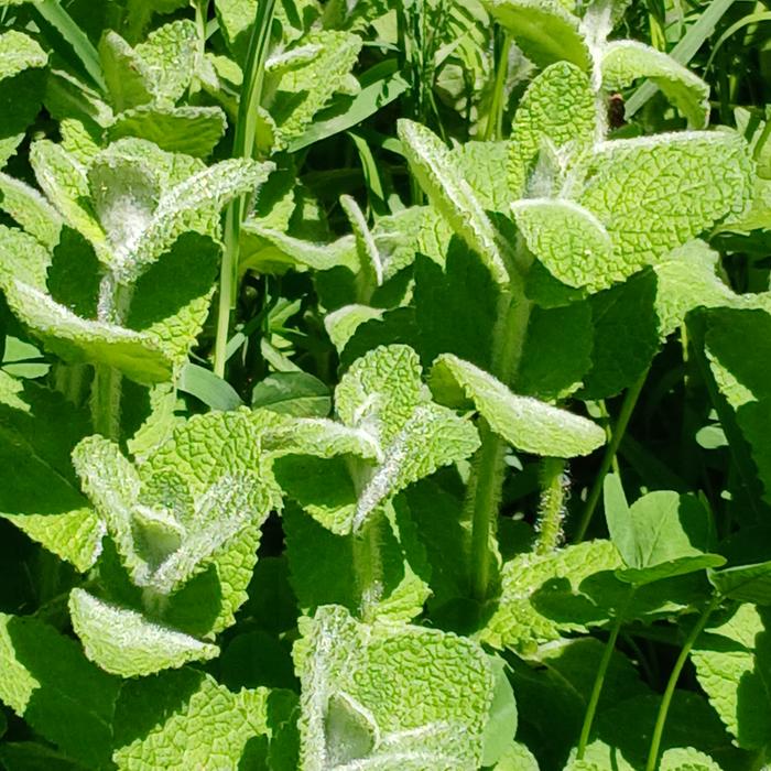 woolly mint, apple mint