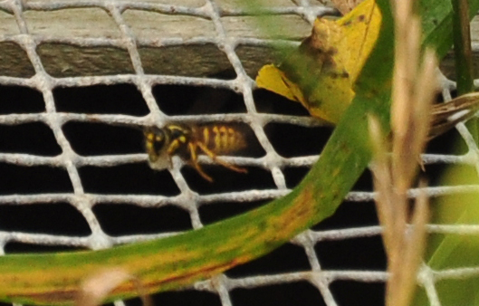 [Thumbnail for Yellowjacket-1.jpg]