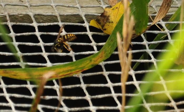 I wasn't sure that these were yellowjackets