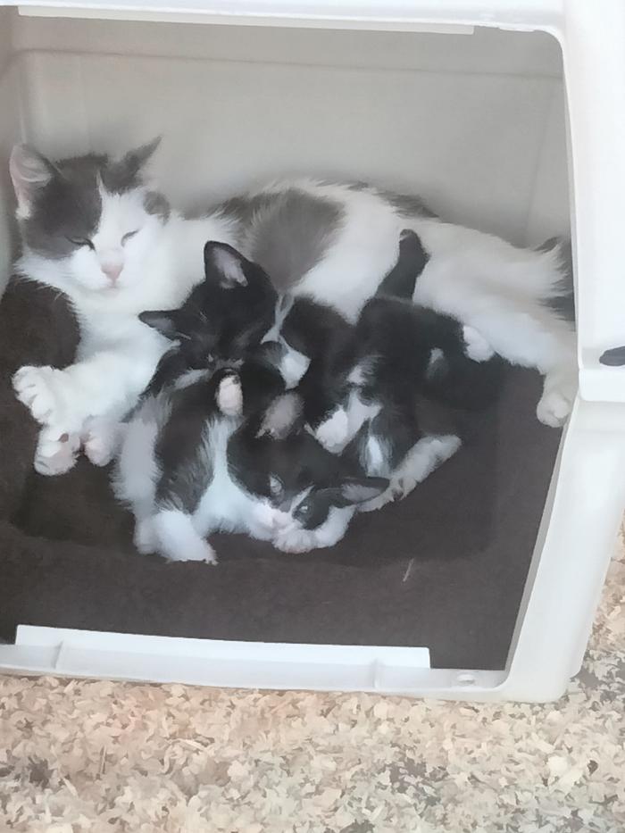 The day we got Ms. Cat family 