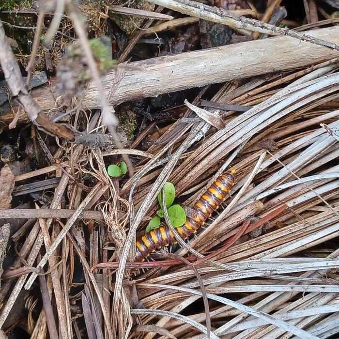 Millipede Discovery