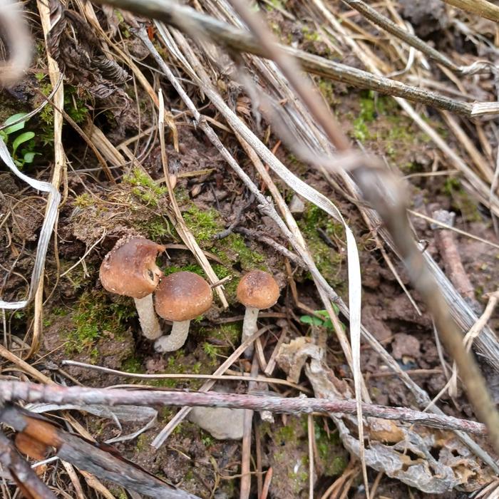 Mushroom Discovery