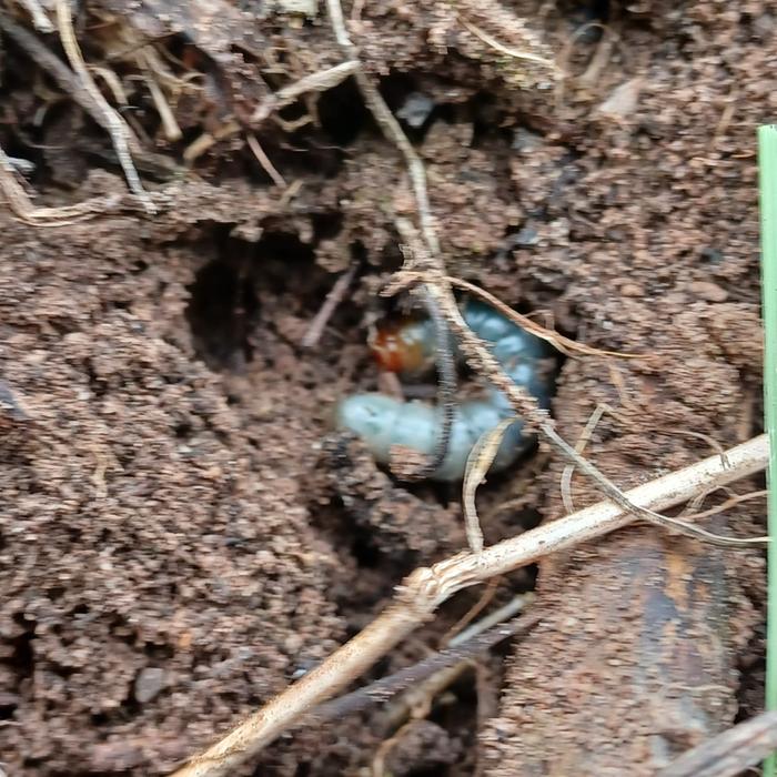 Slug Discovery