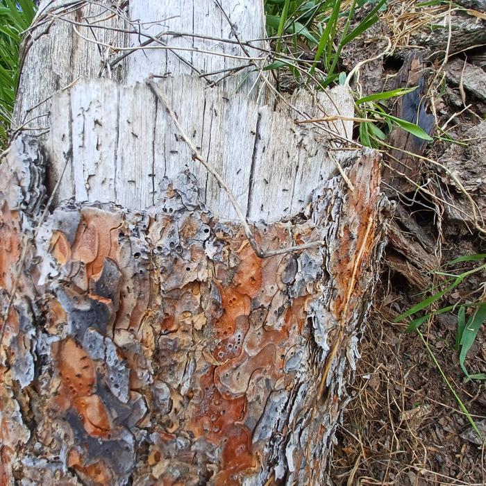 Many small black ants on the end of a pine log