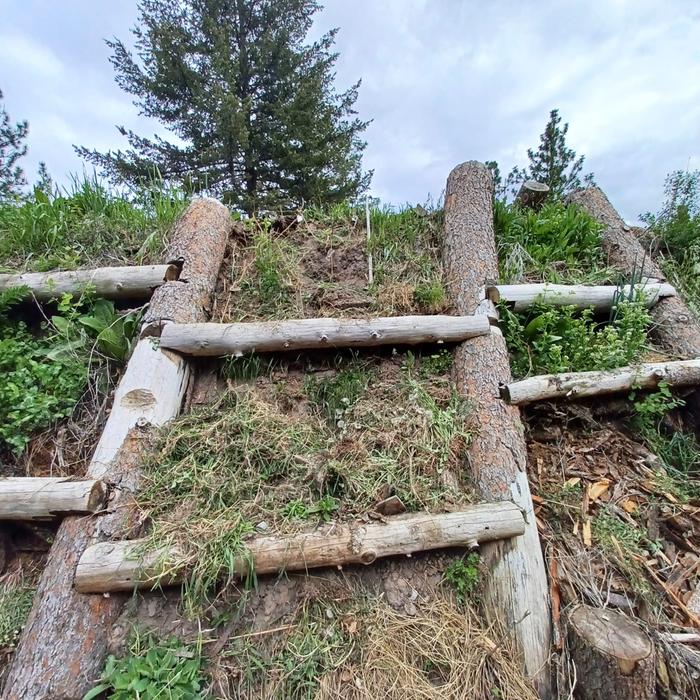 The scaffold of a hugel that has been planted with beets broccoli and cabbage