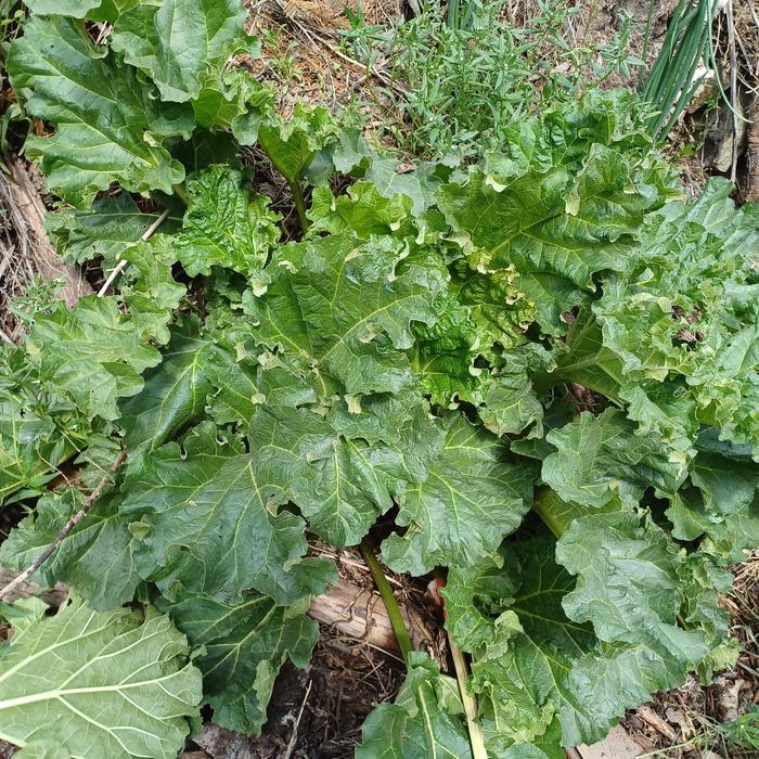 [Thumbnail for Find-a-Rhubarb-plant.jpg]