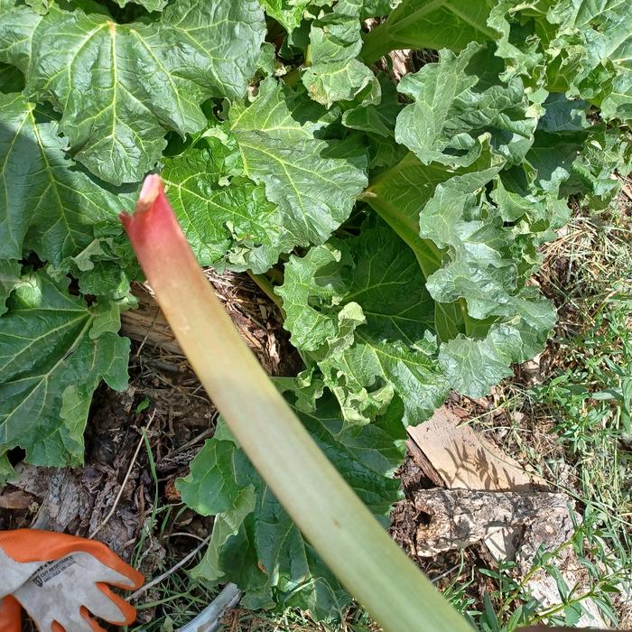 Green Stalk