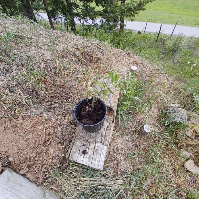 a future gift of tomatoes