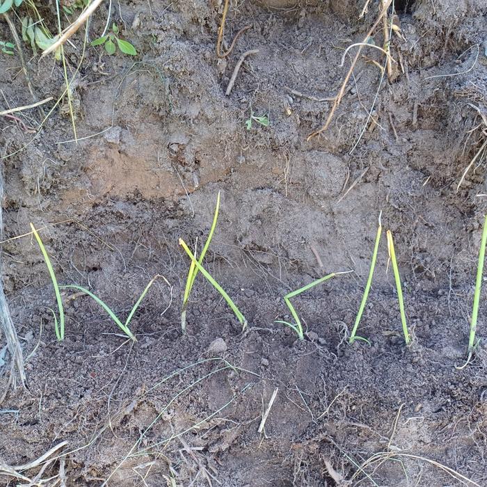 [Thumbnail for Onions-planted.jpg]