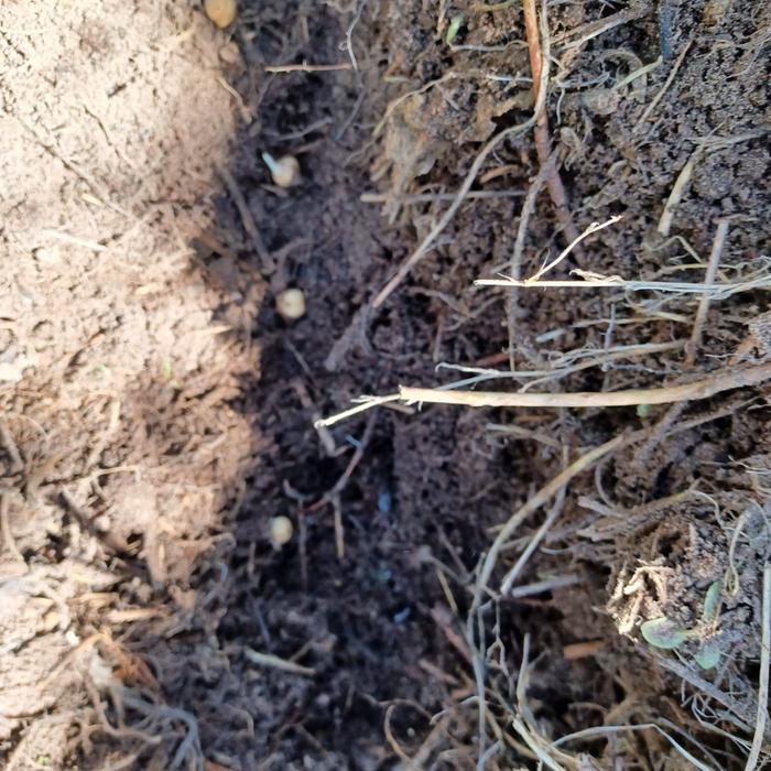[Thumbnail for sprouted-chickpeas.jpg]