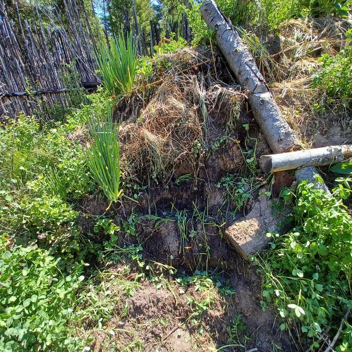[Thumbnail for Planting-complete-and-lightly-mulched.jpg]