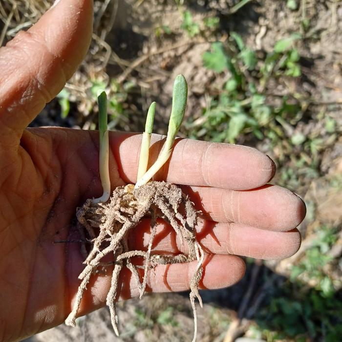 [Thumbnail for Three-sisters-corn.-roots.-leaf.jpg]