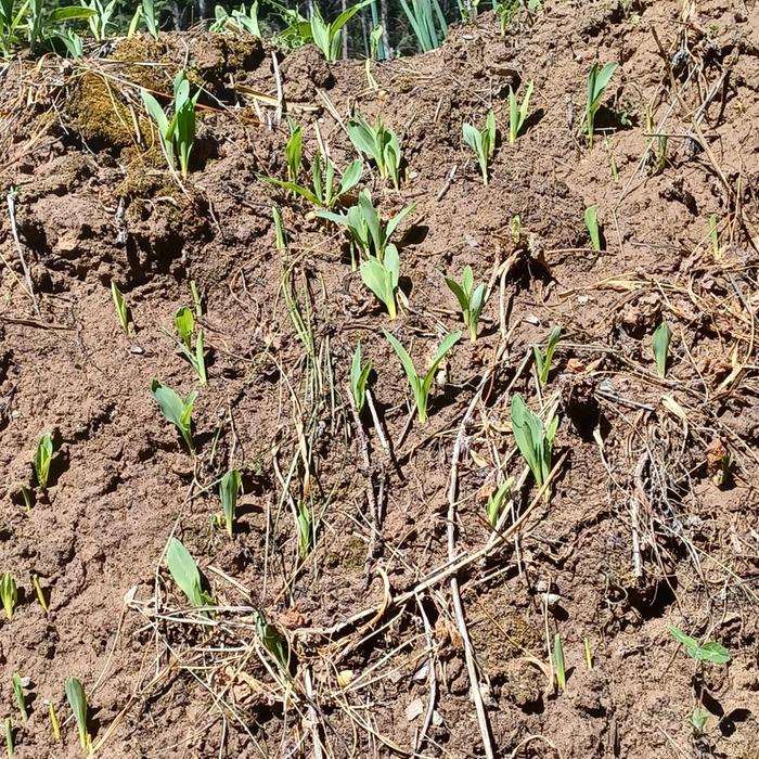 [Thumbnail for Three-sisters-hugel-corn-photo-ready-close-up.jpg]