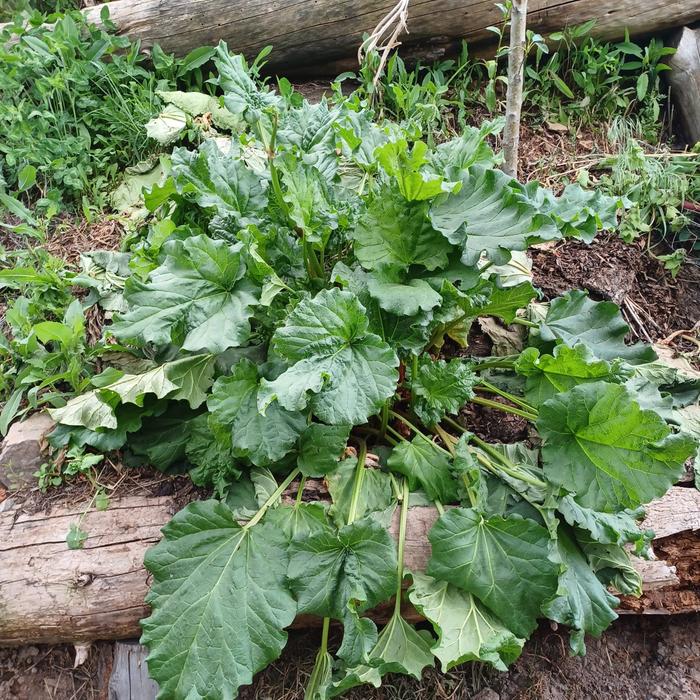 [Thumbnail for 2.-Rhubarb.jpg]